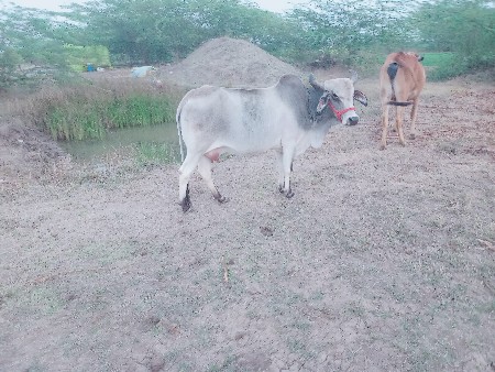 ગાય છે