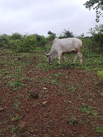 थंबनेल 3