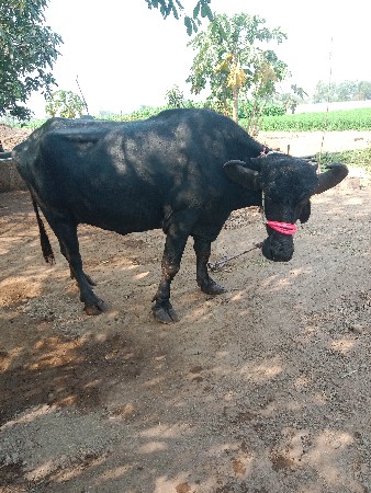 2 ભેંસ વેચવાની છે