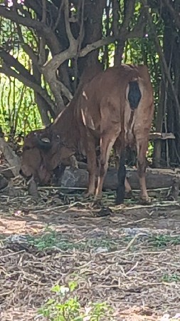 ગાય વેચવાની છે