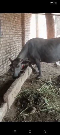 બેય ભેંશ ગાભણ છે