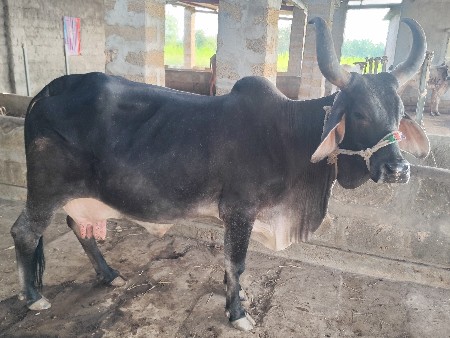 थंबनेल 3