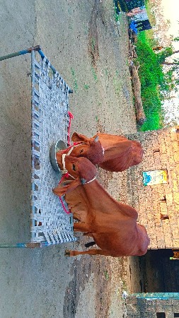 દેશી ગોધલા વેચવાના છે