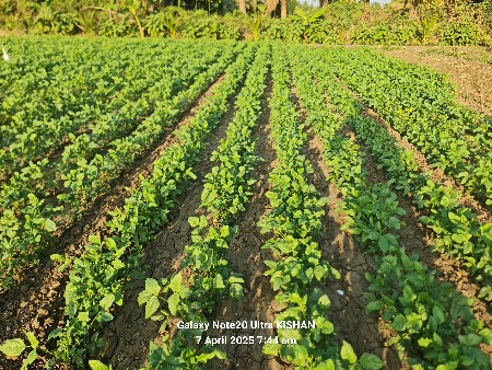 પુષા ફાલ્ગુની ચોળી બિયારણ