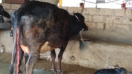 थंबनेल 6