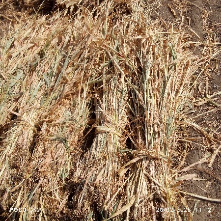 જૂવાર  ની  નિરન  ના  પુરા