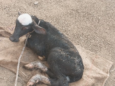 थंबनेल 3