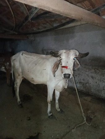 ગાય વેચવાની છે
