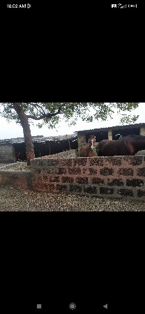 bacheri Vaswani hai Koli Khada Porb