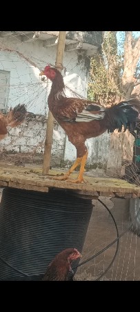 थंबनेल 2