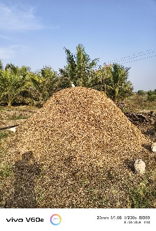 માંડવીયું સાવ કોરુ