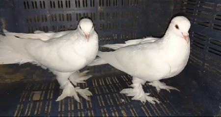 કબૂતર ની  બે જોડી વેચવાની છે