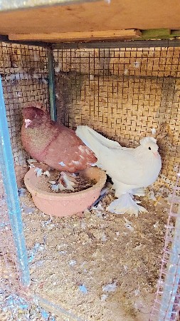 હેગરયન જોડી વેચવાની છે