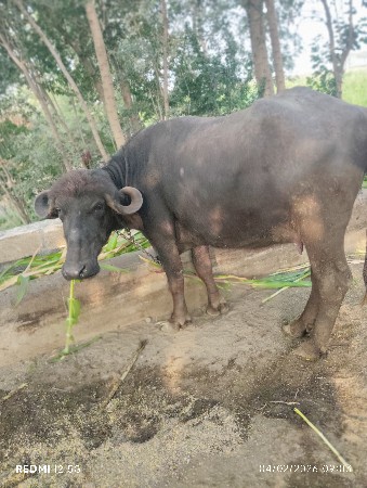 थंबनेल 3