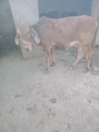 थंबनेल 3