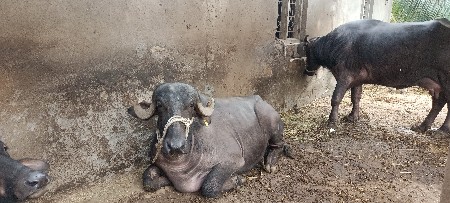 ખડેલુ વેચવા નૂ