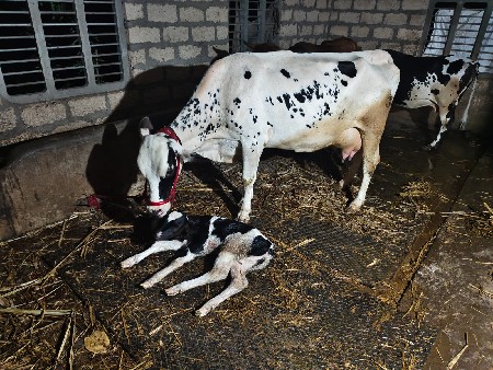 એસબ ગાય વેચવા ની છે