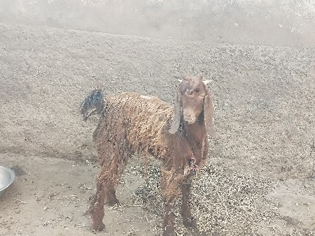 બોકડો વેચવાનો છે