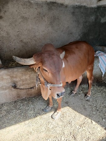 ગાય વેચવાની છે