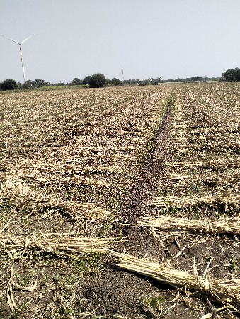 જવારના પુરા વેસવાના છે