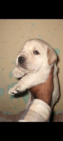 Labrador Male puppy
