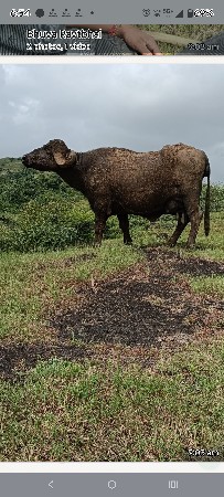 ભેંસ વેચવાની છે