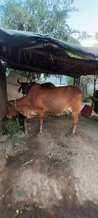 ગાય વેચવાની છે