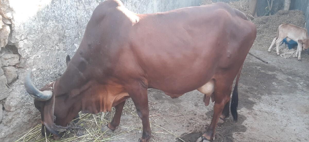 थंबनेल 2