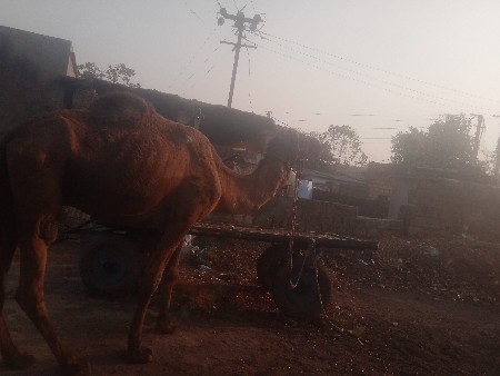 ઊંટગાડી વેચવાની છે