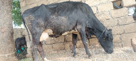 थंबनेल 3