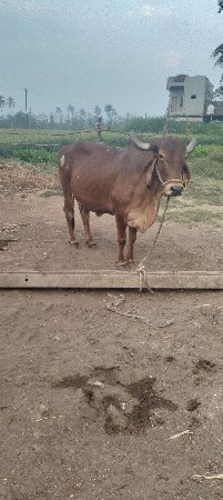 ગાય વેચવાની છે