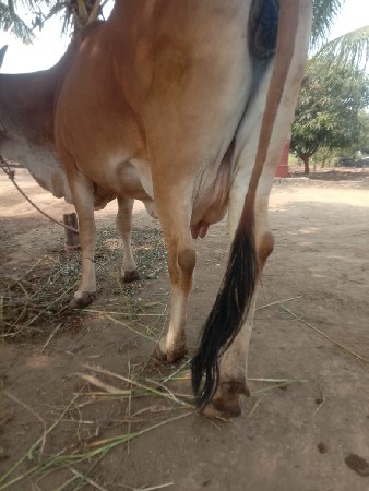 ગાય વેચવાની છે