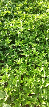 730 મરચી નો રોપ