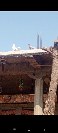 1‍ જોડીકબુતરની1 નગ નર2000