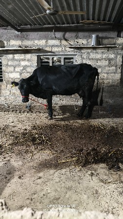 थंबनेल 6