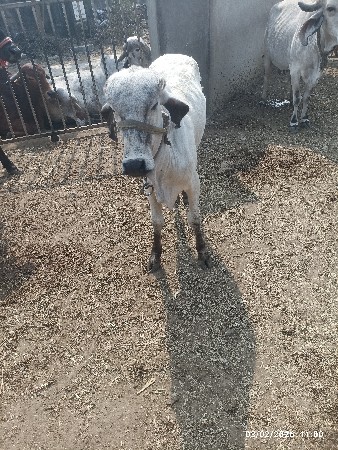 વાછડી વેચવાની છે