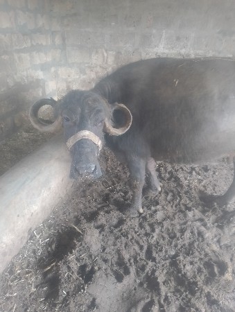 ભેંસ વેચવાની છે