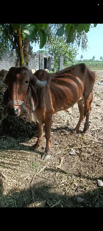 ડાબી બાજુ ચાલતો બળદ વેસવાનોસે