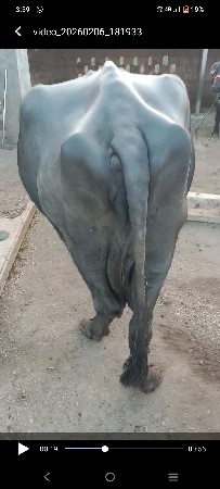 थंबनेल 3