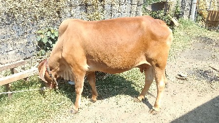 थंबनेल 3