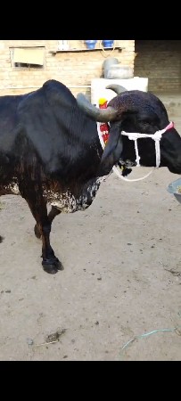 ગાય વેચવાની છે