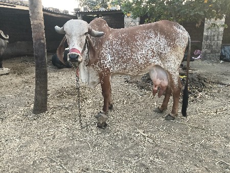 ગાય વેસવની સે