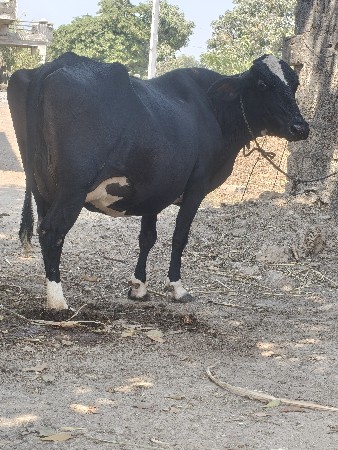 थंबनेल 4