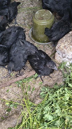 કડક નાથ 70 નંગ