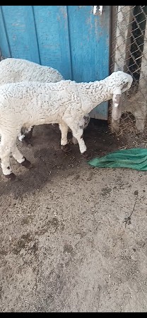 थंबनेल 2