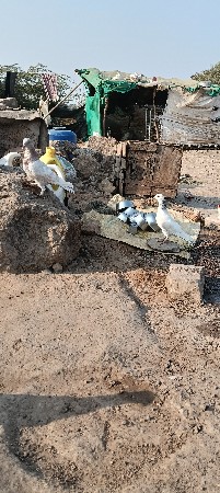 પોરબંદર જિલ્લો કુતિયાણા ગામ બાયપાસ