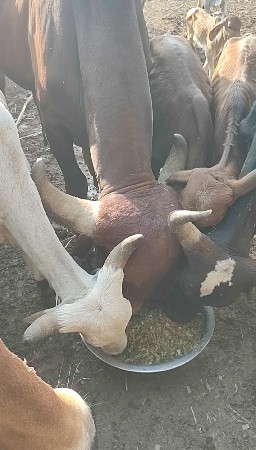 🌽 *લીલી મકાઈનું સાઇલેજ* 🌽