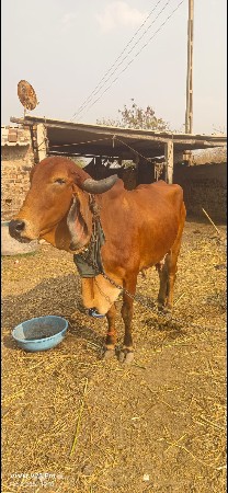 थंबनेल 3