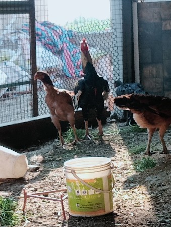 લતીફ. ભાઇ.