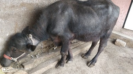 थंबनेल 3